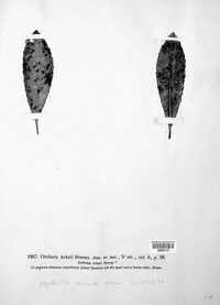 Phyllosticta arbuti image